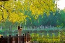 麻豆av免费版-麻豆AV免费版的真实揭秘，那片想象的灰姑娘城堡